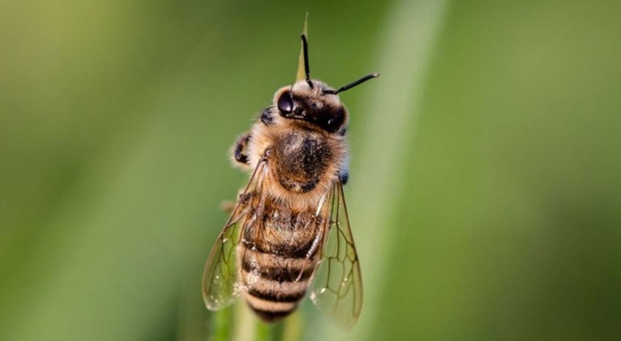 Eşek Arısı öldürene 50 bin euro ceza