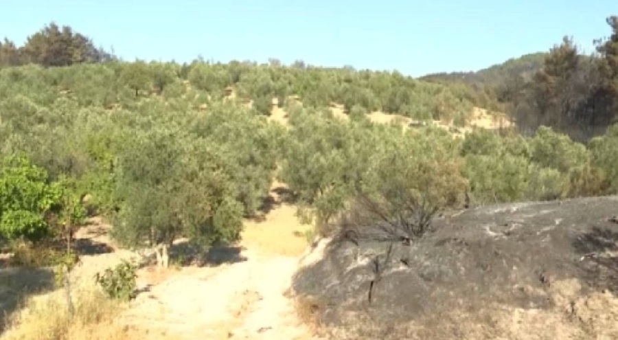 Çanakkale'deki yangından şaşırtan görüntü: Sadece o alan yanmadı