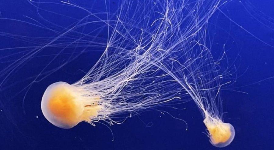 Fransa'da nükleer denizanası alarmı