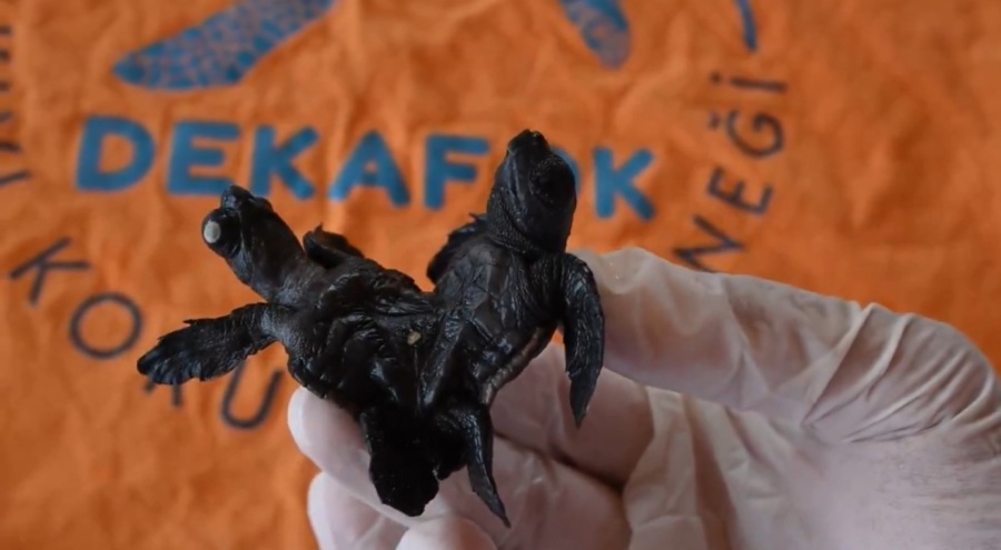 Siyam ikizi Caretta caretta yavrusu bulundu