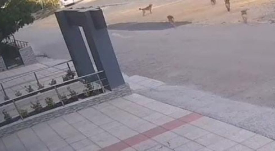 Bursa'da köpek saldırısından son anda kurtuldular