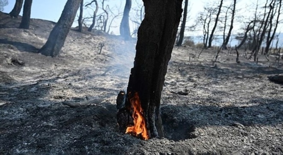 Av yasağı geldi! 'Yangından kaçan hayvanların avlanması kabul edilemez'