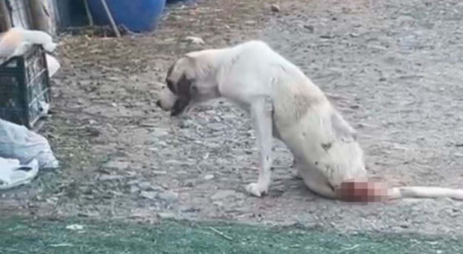 Esenyurt'ta çoban köpeklerine kurşun yağdırdılar!