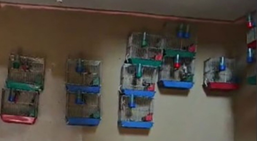 Evinde saka kuşu bulunan şahsa 151 bin 200 lira para cezası