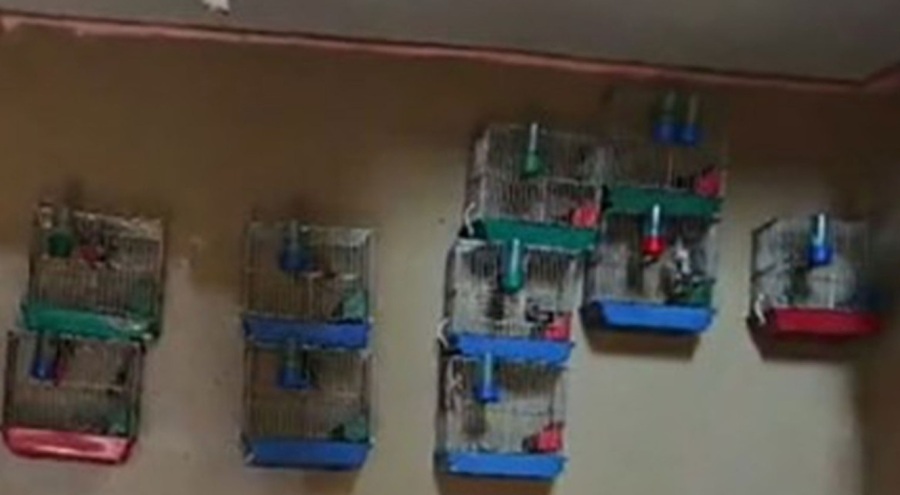 Evinde saka kuşu bulunduran şahsa 151 bin 200 lira para cezası