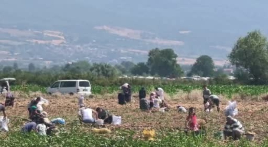 Bursalı çiftçi maliyetini karşılamayınca ücretsiz dağıttı!