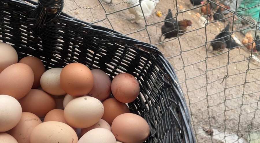 Okulların açılması yumurtayı "Mayıs çukuru"ndan kurtaracak