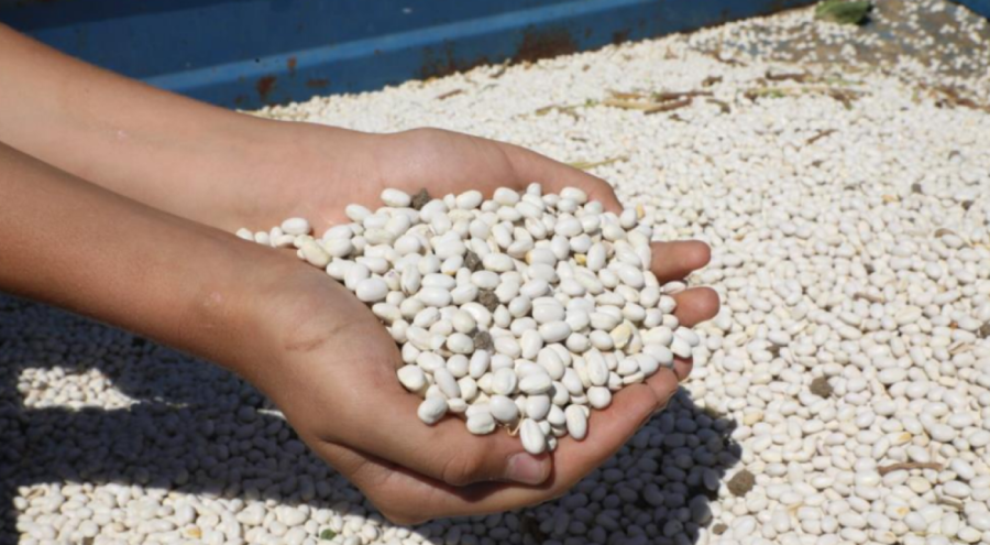 Kuru fasulye hasat makinesi İnegöl tarlalarında mesaiye başladı