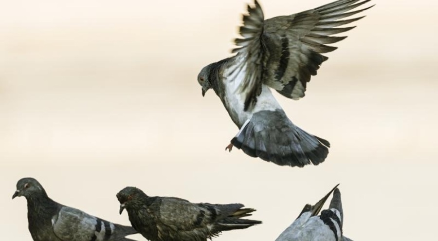 Hindistan'da güvercin beslemek yasaklandı