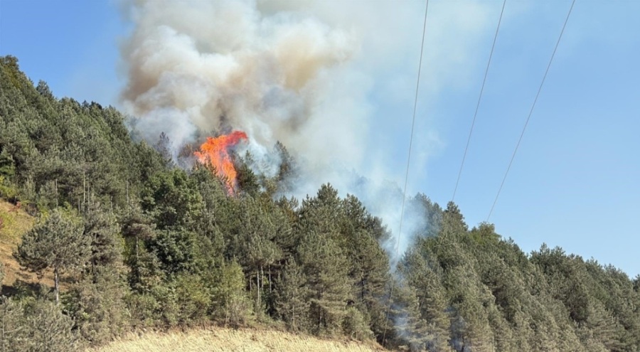Sinop'ta orman yangını çıktı!