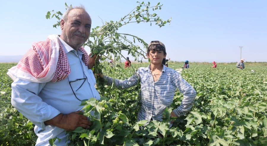 Tarım işçileri, 45 dereceyi aşan sıcakta 650 TL yevmiyeyle zorlu mesai sürdürüyorlar