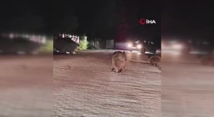 Uludağ'da aç kalan ayı ailesi çöplere dadandı