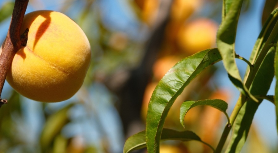 Bursa'da şeftalinin 120 çeşidiyle 'koleksiyon bahçesi' oluşturdular