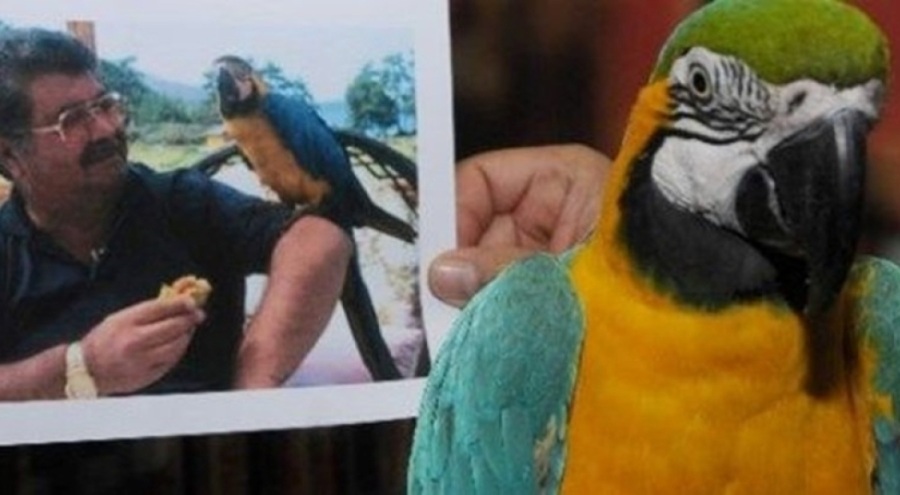 Turgut Özal'ın papağanı Cabbar yine çalındı