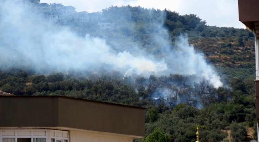 Mudanya'da korkutan yangın! Zeytinlikler küle döndü