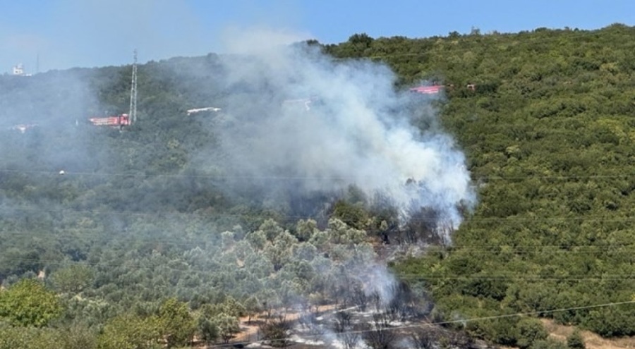 Kocaeli'de ağaçlık alanda yangın