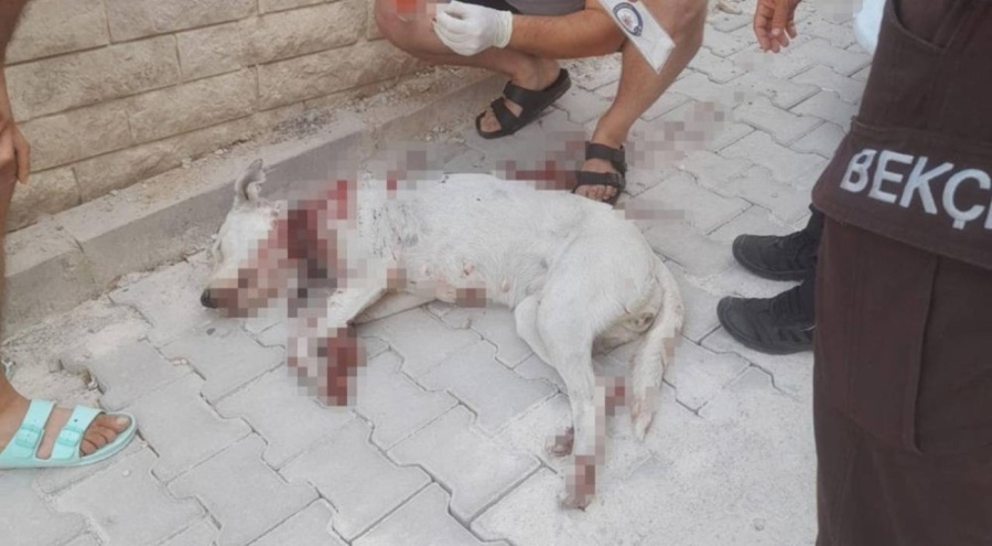Hamile köpeğe tüfekle saldırdılar!