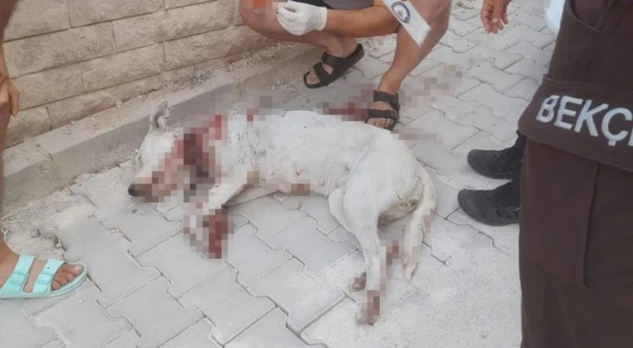 Kan donduran olay! Hamile köpeğe tüfekle saldırdılar
