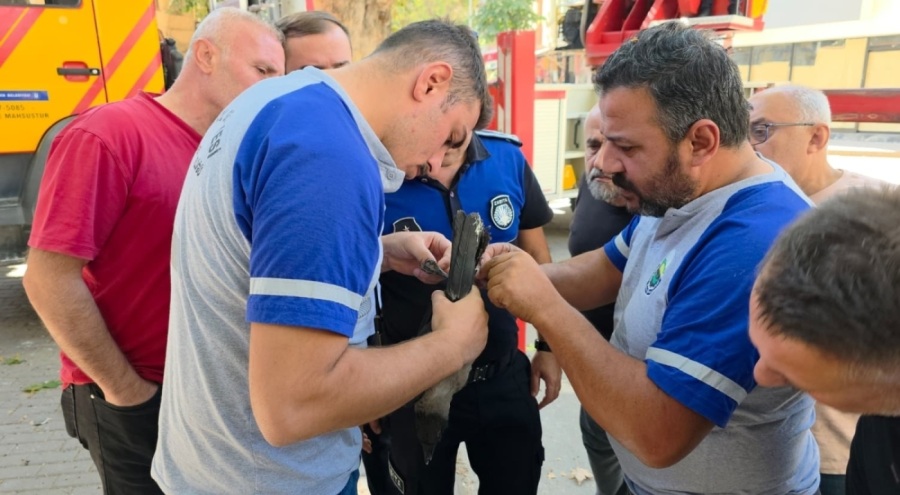 Bursa'da bacağı ipe dolandığı için ağaçta mahsur kalan karga kurtarıldı