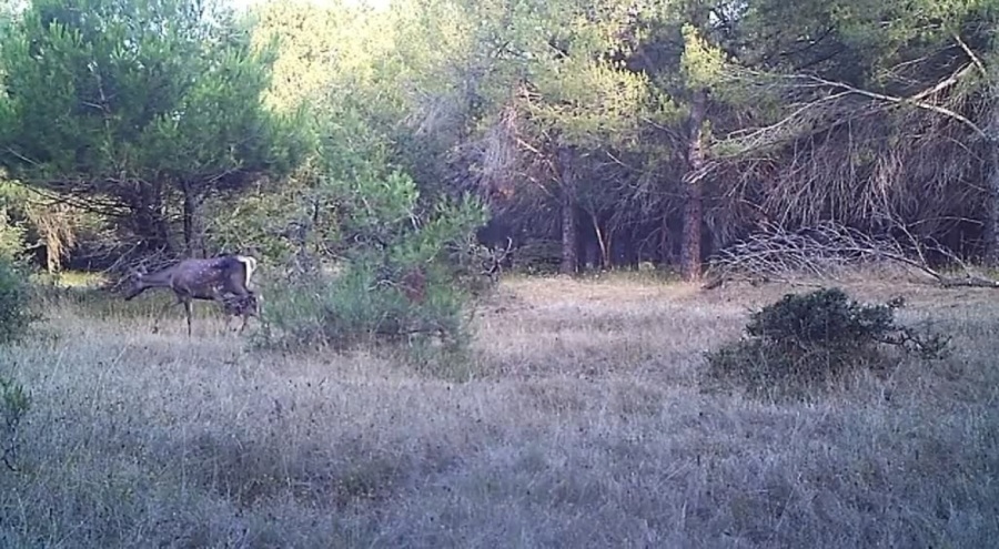 Bursa Uludağ'da kızıl geyik ve yavrusu fotokapanla görüntülendi
