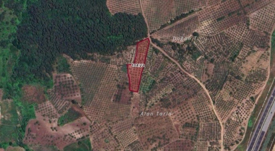 Bursa'da zeytinlikte define avı planı! Resmi başvuru yapıldı