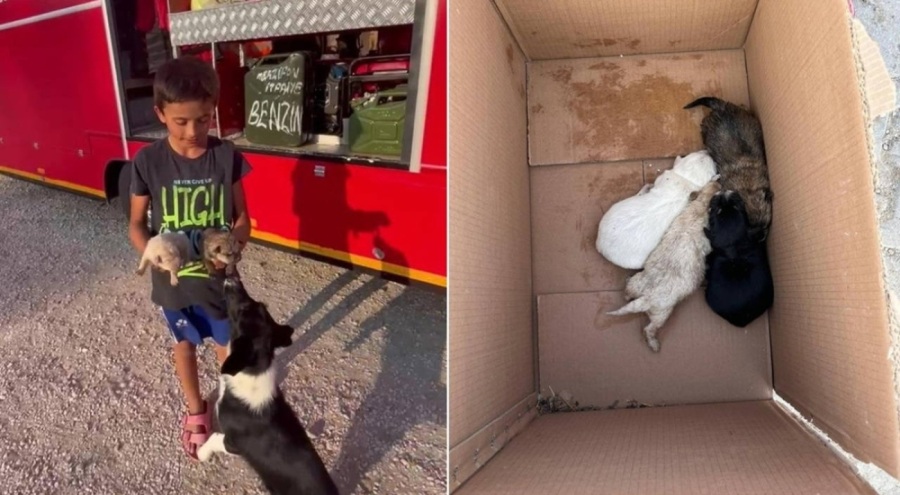 Çocukların ihbar ettiği yavru köpekler kurtarıldı