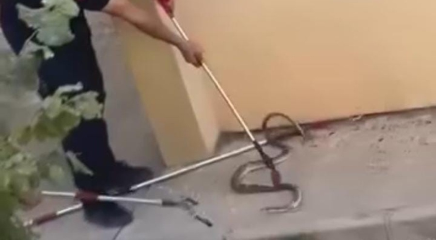 Bursa'da toplu konutun bahçesinde 1,5 metre uzunluğunda yılan görüldü
