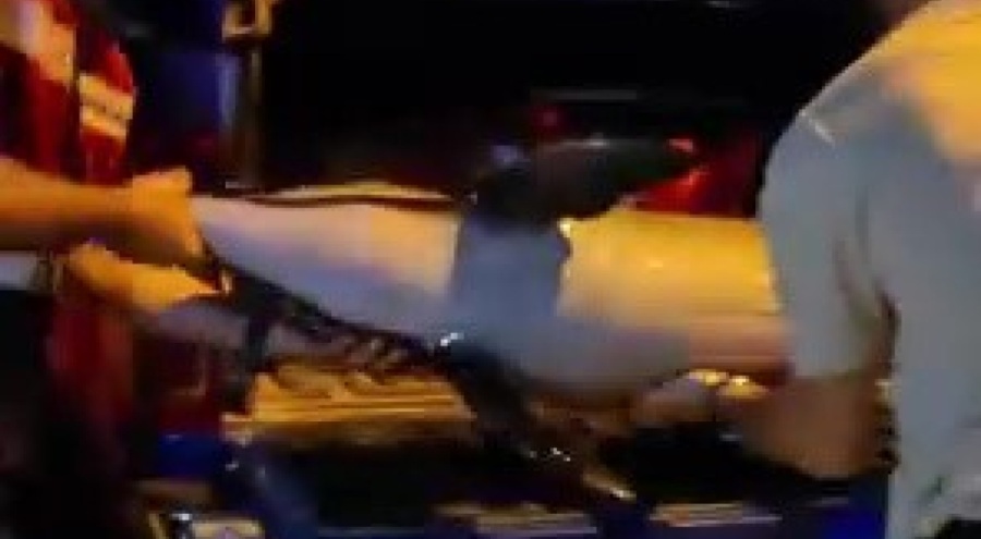 Bursa Gemlik'te ölü yunus balığı kıyıya vurdu