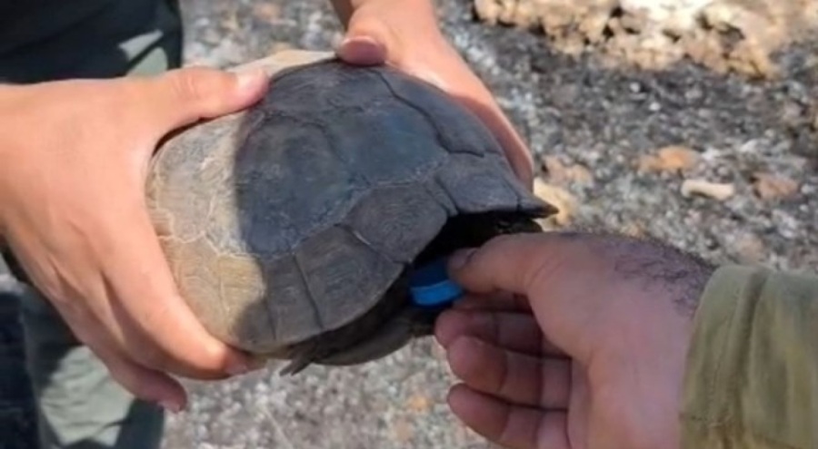 İtfaiye ekipleri kaplumbağalara su verdi