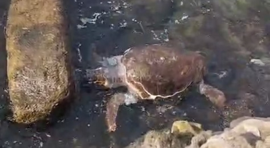 Sahile ölü caretta caretta vurdu