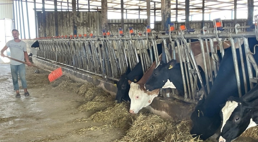 Bursa'da süt üreticilerinden 'yem dayatması'na tepki