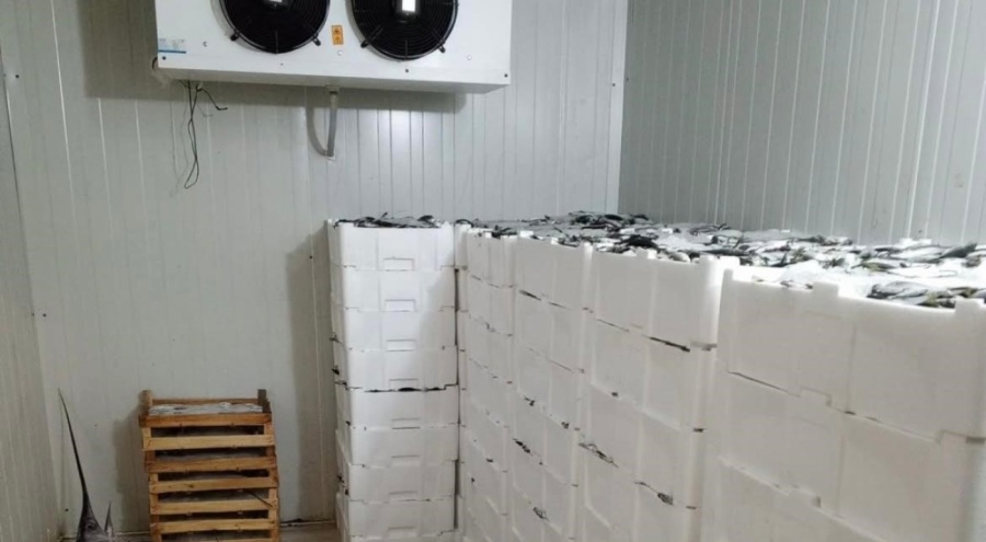 Bursa'da kilolarca balığa el konuldu