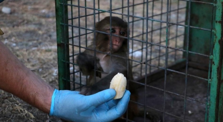 Sahibinin tokatladığı maymun koruma altına alındı