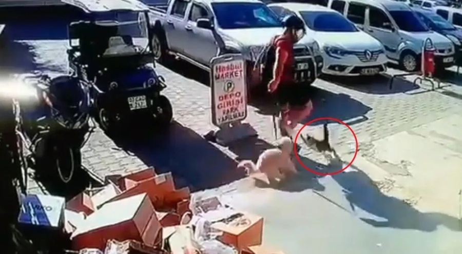 Köpeğiyle kavga eden kediyi tekmeledi!