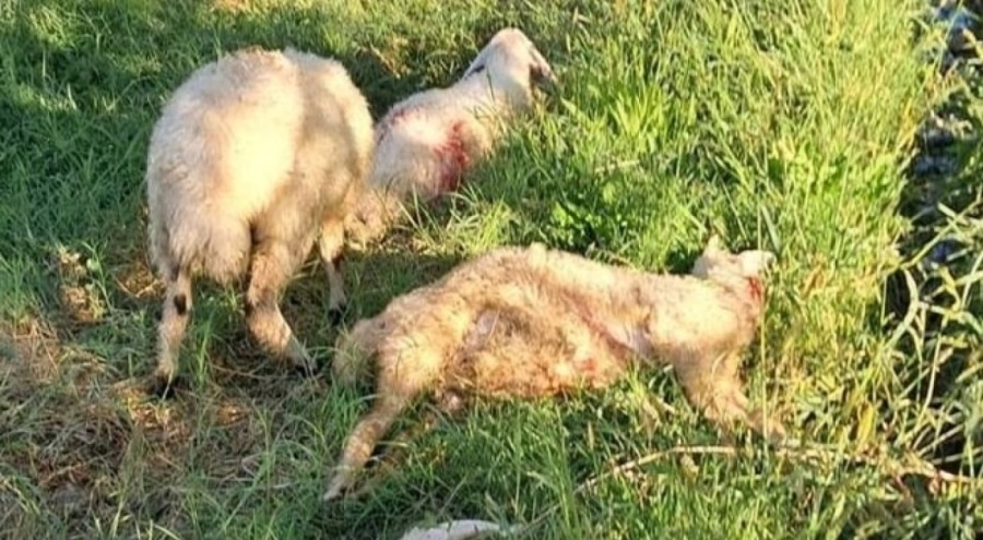 Erzincan'da sokak köpekleri 6 kuzuyu telef etti