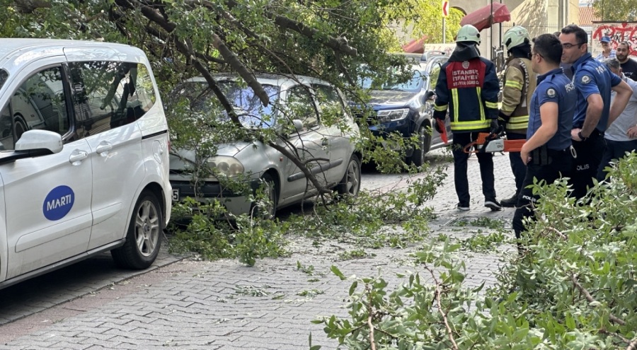Ağaç dalı iki otomobilin üzerine devrildi