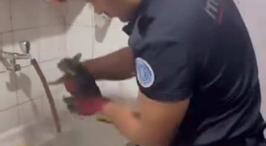 Bursa'da su borusuna giren yavru kedi, 2 saatlik çalışmayla kurtarıldı
