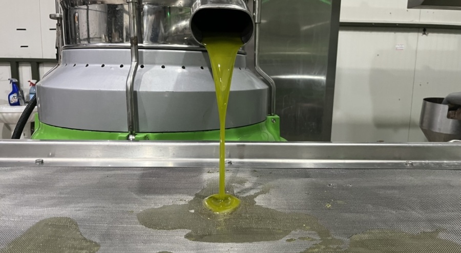 İznik'te erken hasat başladı: İlk zeytinyağı sıkımı yapıldı