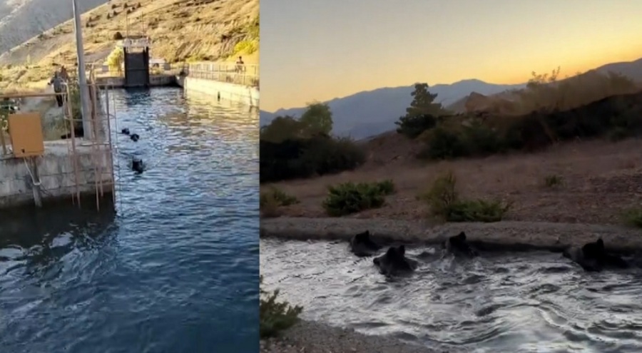 Sulama kanalında akıntıya kapılan domuz sürüsü ilginç görüntü oluşturdu