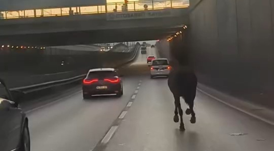 Bursa trafiğinde başıboş at tehlike saçtı