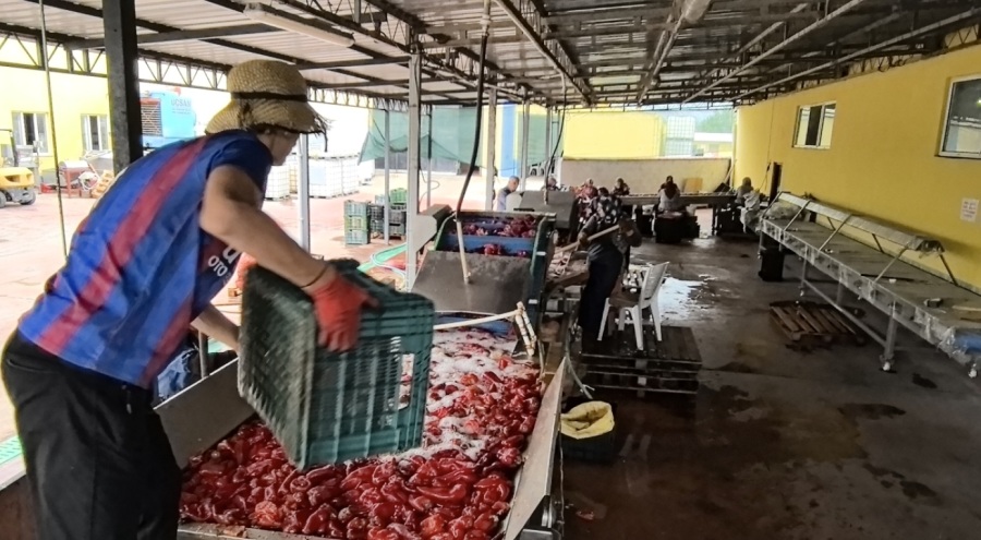 Hollanda'nın biber salçasını İnegöllü kadınlar üretiyor