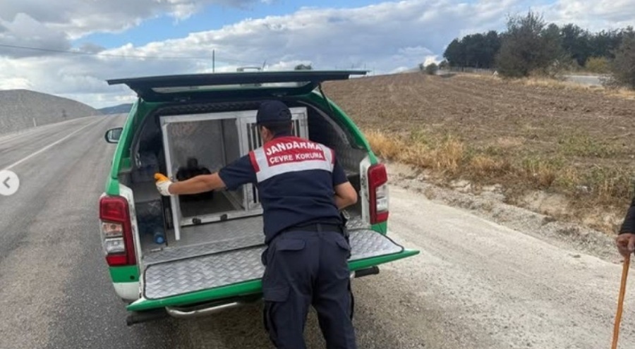 Yaralı atmacaya jandarma sahip çıktı