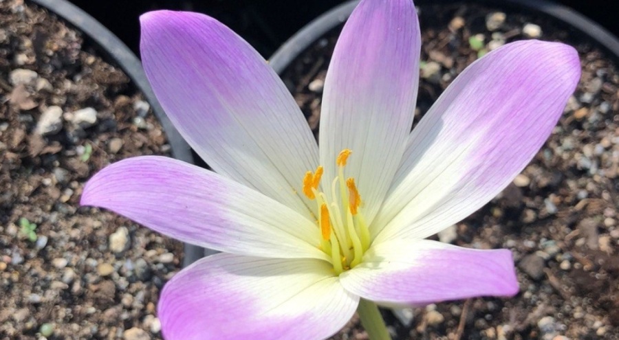 Ailevi Akdeniz Ateşi ilacının hammaddesi Türkiye'de üretilecek