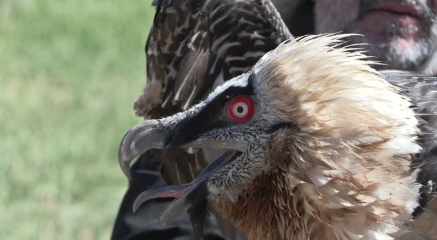 Nesli tehlike altındaki yaralı sakallı akbaba, tedaviyle hayata tutundu