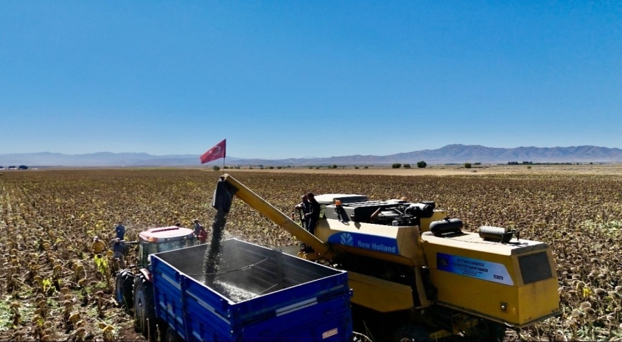 Ağrı'da ayçiçeği üretiminden 758 milyon TL gelir elde dilmesi bekleniyor