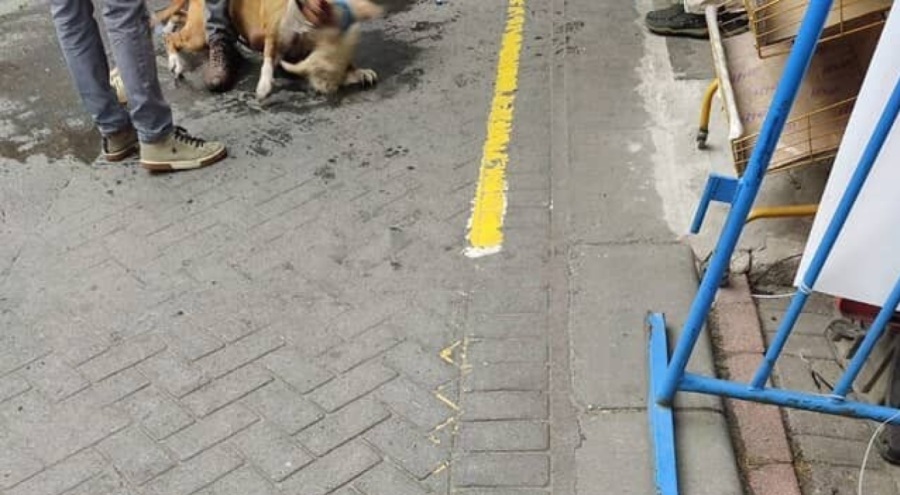 İstanbul'da ağızlıksız gezdirilen pitbull başka köpeğe saldırdı