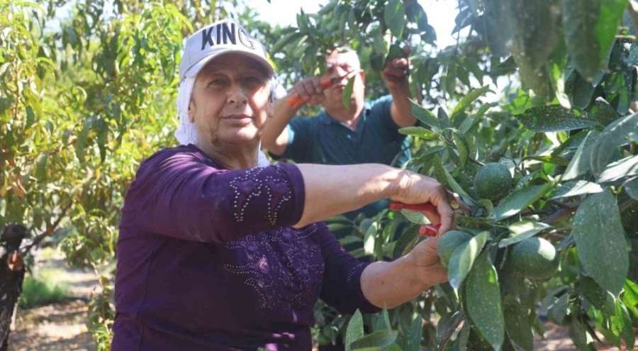 Hatay'da erkenci mandalina hasadı başladı: Rekoltede düşüş var