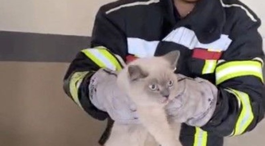Motora sıkışmıştı! Kedi kurtarma operasonu