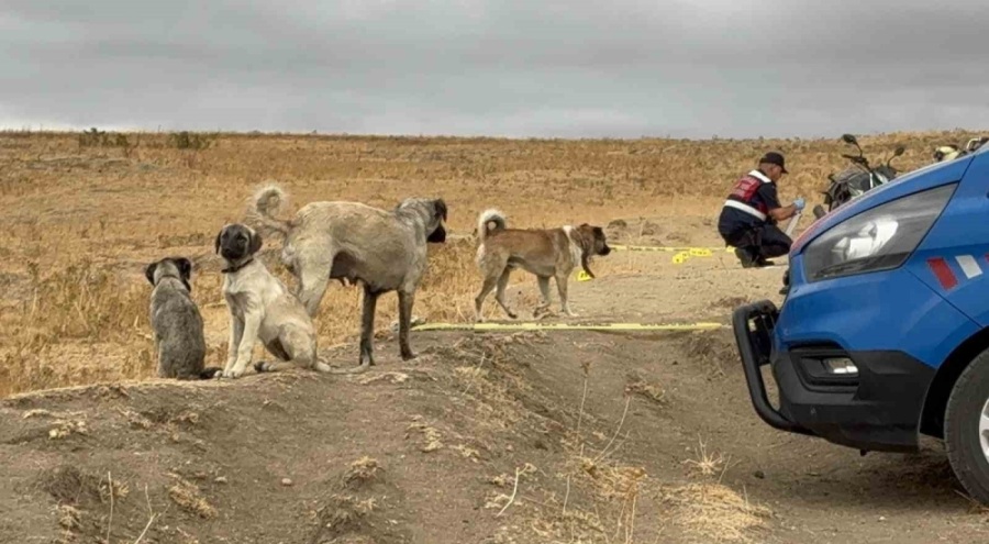 Köpek tartışması kanla bitti: Zanlı tutuklandı