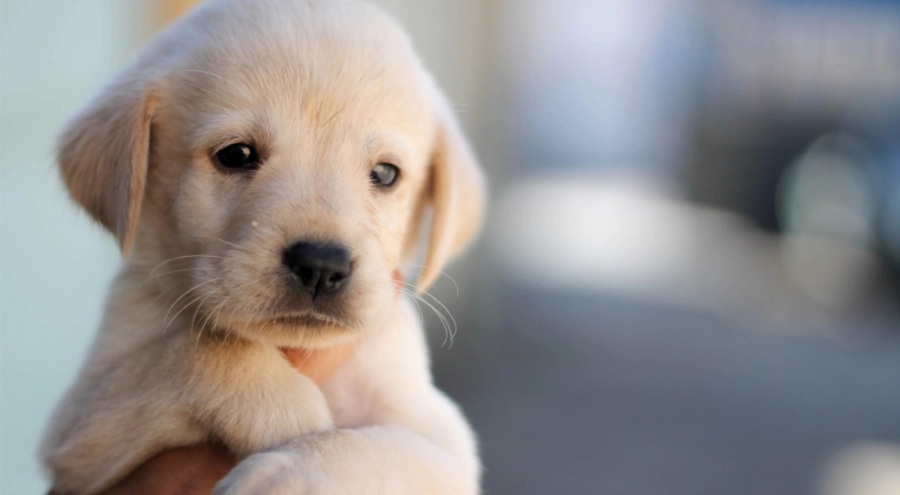 İtalya'da köpek sahiplerinden vergi alınacak
